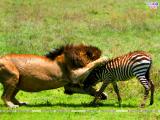 Lions